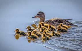 Ducklings